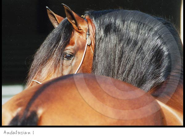 Andalusian Horse photography picture