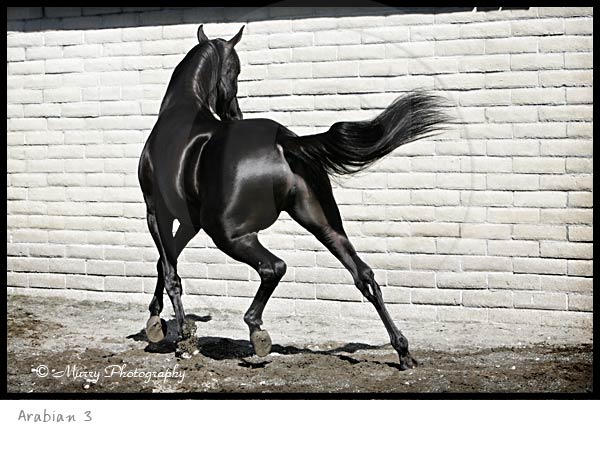 Arabian Horse photography picture
