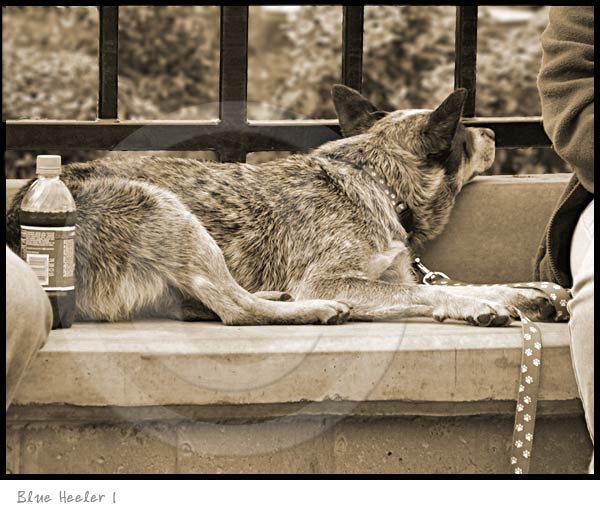 blue heeler dog photography picture