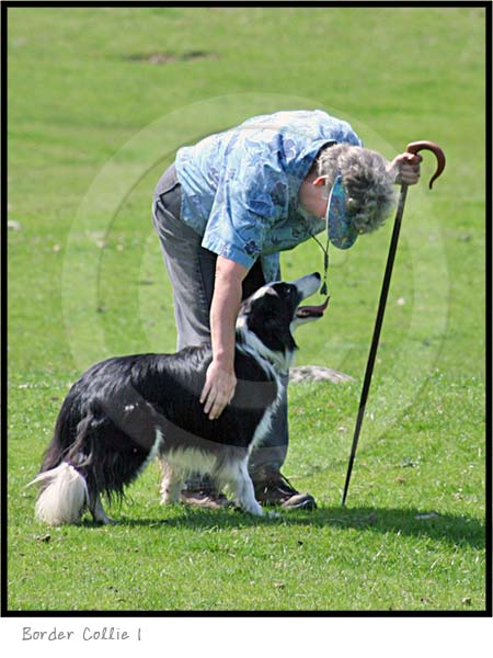 border collie dog photography picture