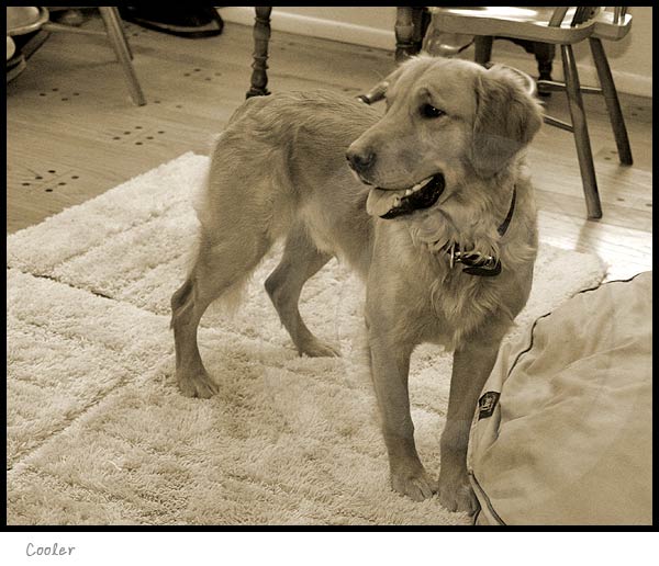 golden retriever dog photography picture