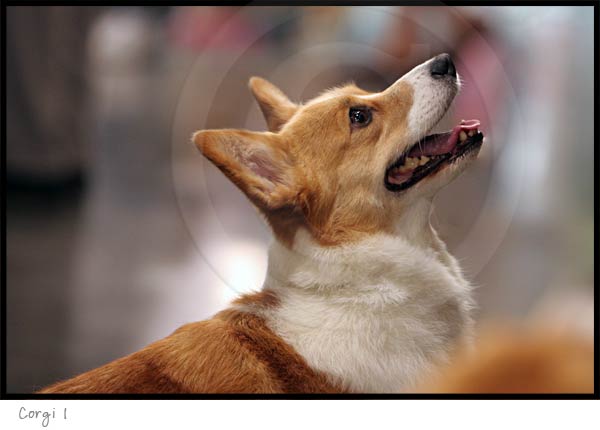 Corgi dog photography picture