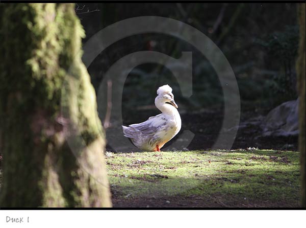 Animal Photography Duck