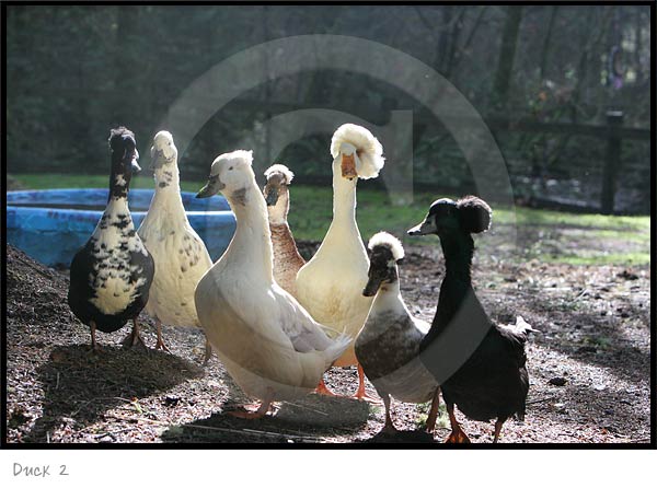 Animal Photography Duck