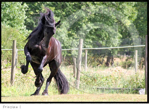 Friesian Horse photography picture