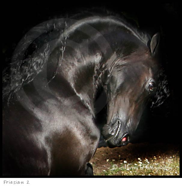 Friesian Horse Picture