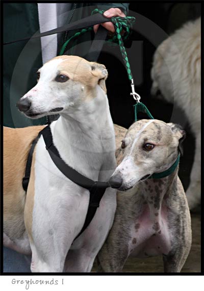 Greyhound dog photography picture