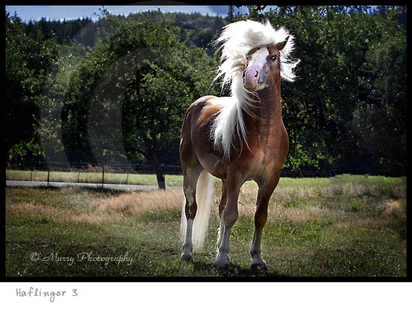 Haflinger Horse photography picture