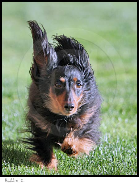 Longhaired Dachshund dog photography picture
