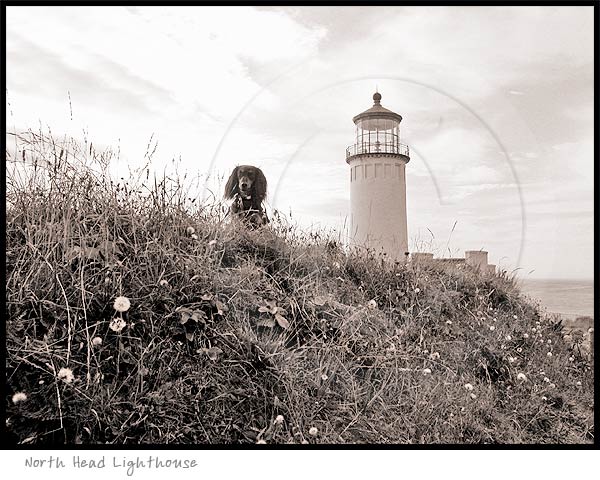 Longhaired Dachshund dog photography picture
