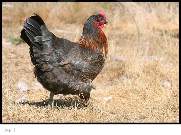 Animal Photography Hen