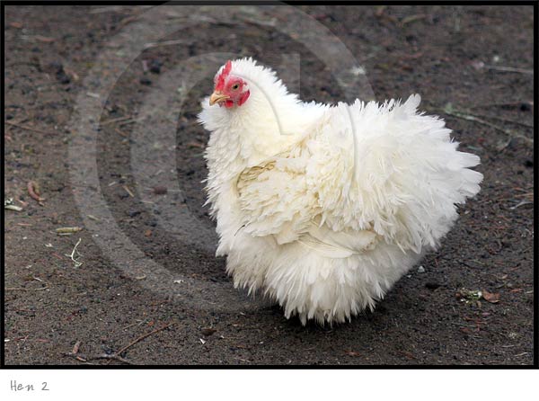 Animal Photography Hen