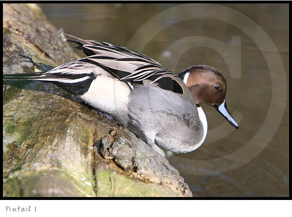 Waterfowl Duck Pintail photography picture