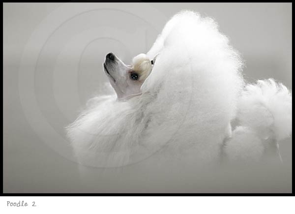 Poodle Dog photography picture