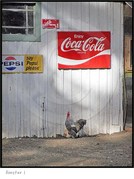 Rooster Photography Picture