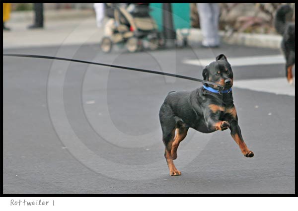 Rottweiler dog photography picture
