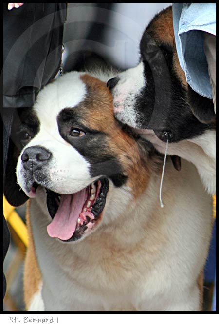 Saint Bernard dog photography picture