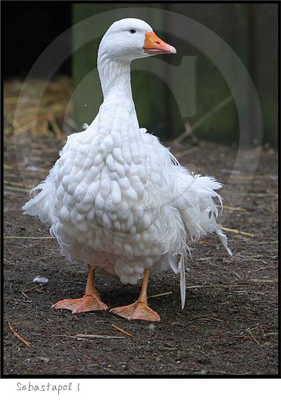 Sebastapol  Goose Photography picture