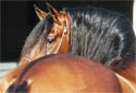 Andalusian Horse Photography Picture