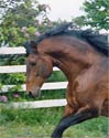 Andalusian Horse Photography Picture