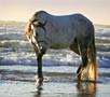 Paint Jumper Horse Photography Picture