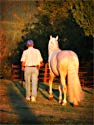 Andalusian Horse Photography Picture
