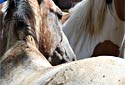 appaloosa horse photo picture