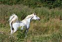 Arabian Horse Photography Picture