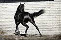 Arabian Horse Photography Picture