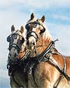 Belgian Horse Photography Picture