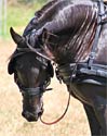 Driving Horse Photography Picture