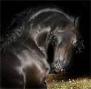 friesian horse picture