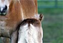 Haflinger Horse Photography Picture