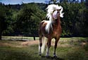 Haflinger Horse Photography Picture