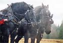 Percheron Horse Photograph Picture