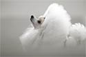 Poodle Photography Picture
