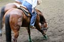 Quarter Horse Photography Picture