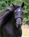 Rocky Mt Horse Photography Picture