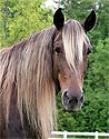 Rocky Mountain Horse Photography Picture