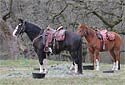 Horse Photography Picture